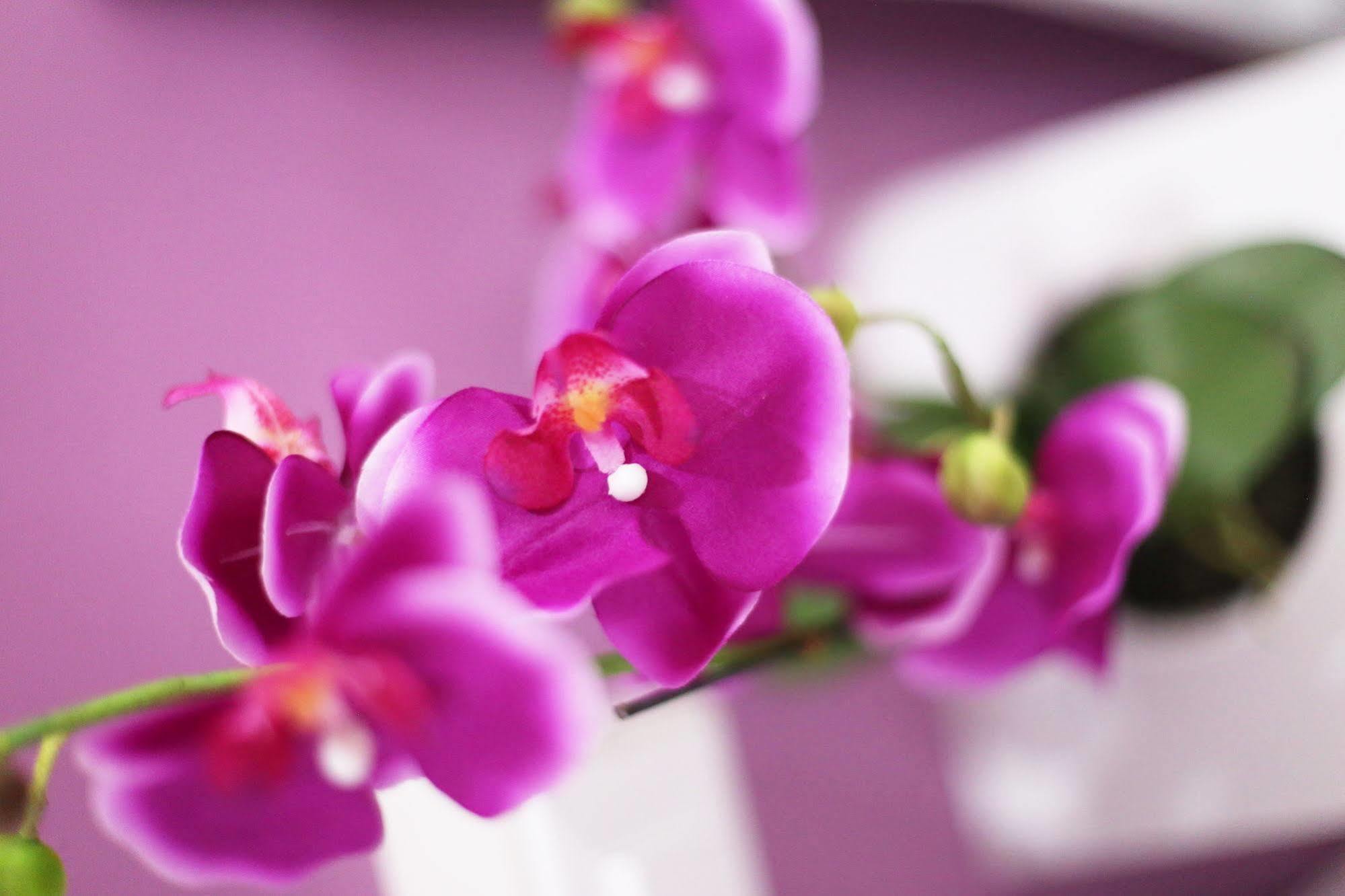 Iris Room Roma Dış mekan fotoğraf
